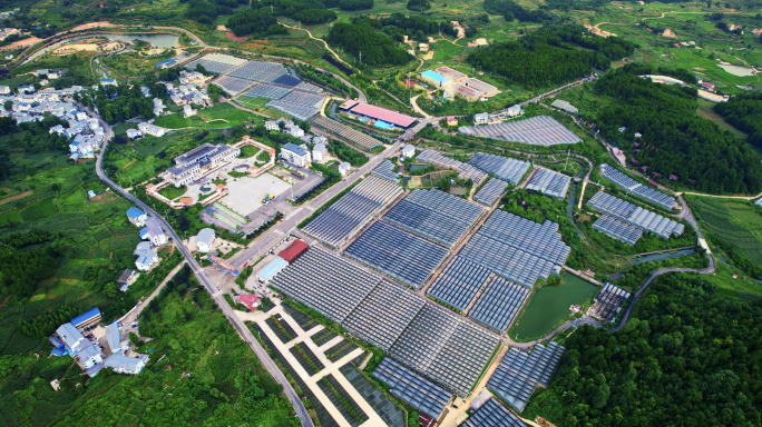 大棚蔬菜种植基地 新时代农业宣传片