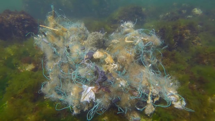 死虾虎鱼在丢失的渔网上，绿藻上，乌尔瓦在黑海耀眼的阳光下，慢动作