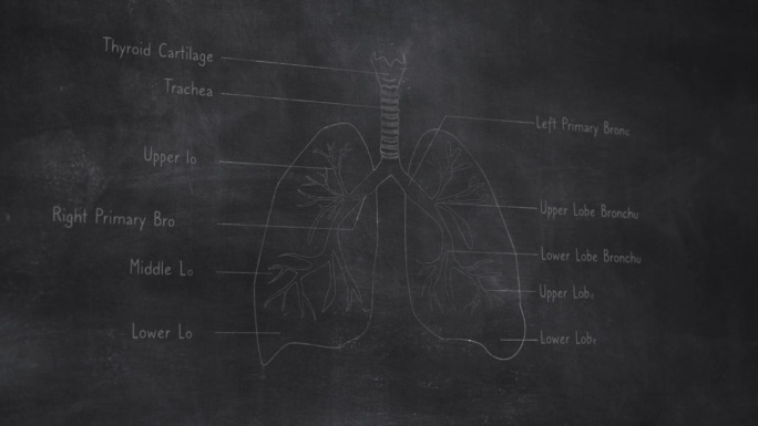 三维人体肺部解剖手绘在黑板上