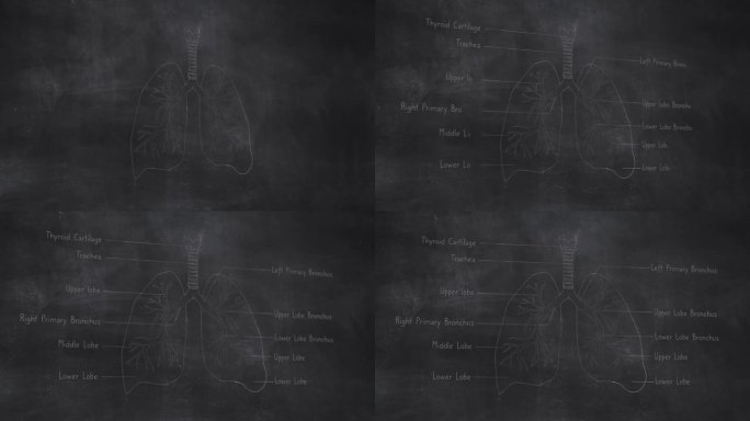 三维人体肺部解剖手绘在黑板上