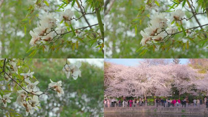 春色春光玉兰花