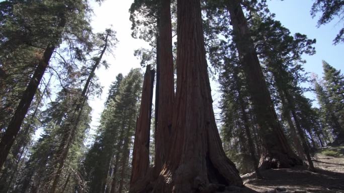 美国加州红杉国家公园的谢尔曼将军巨型巨树(Sequoiadendron giganteum)是地球上