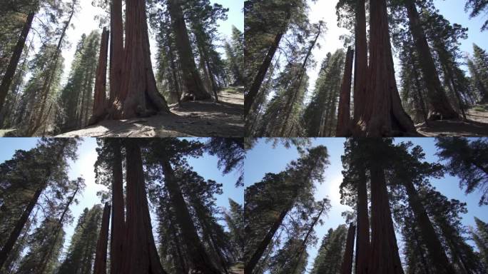 美国加州红杉国家公园的谢尔曼将军巨型巨树(Sequoiadendron giganteum)是地球上