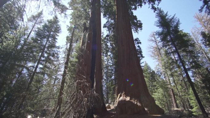 美国加州红杉国家公园的谢尔曼将军巨型巨树(Sequoiadendron giganteum)是地球上