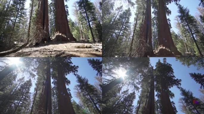 美国加州红杉国家公园的谢尔曼将军巨型巨树(Sequoiadendron giganteum)是地球上