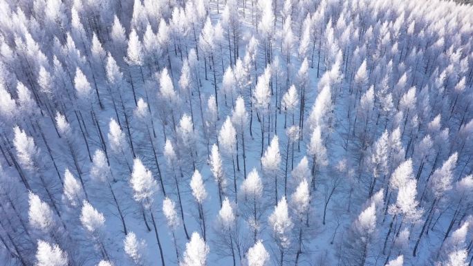 塞罕坝森林雪景