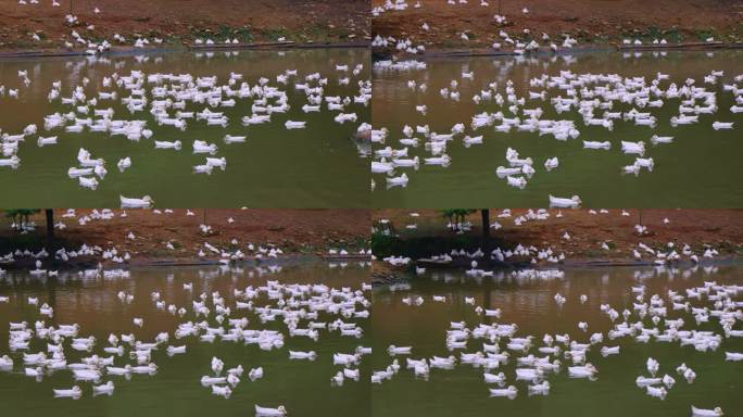 养殖场成群的白色肉鸭