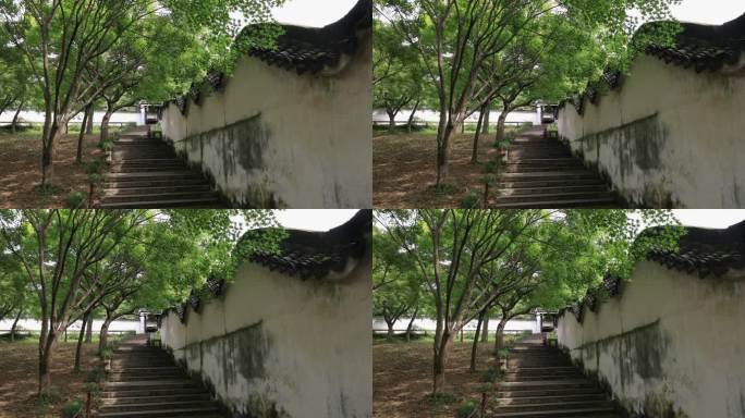 枫树枫叶 中式院墙