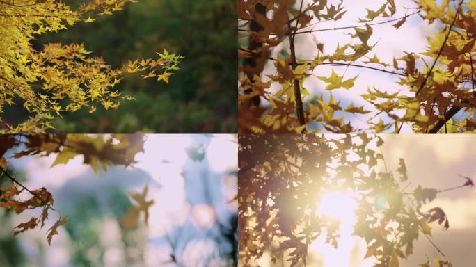 秋天金色枫叶红叶风吹树叶