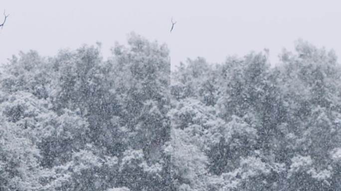 垂直视频-在茂密的森林里，大雪落在树上的慢动作