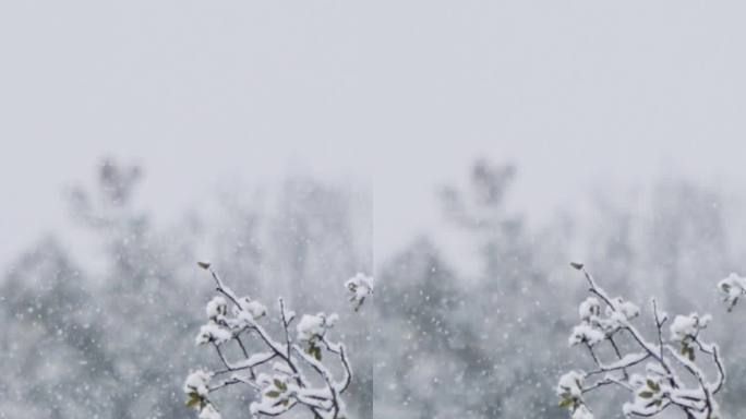 垂直视频-在茂密的森林里，大雪落在树上的慢动作