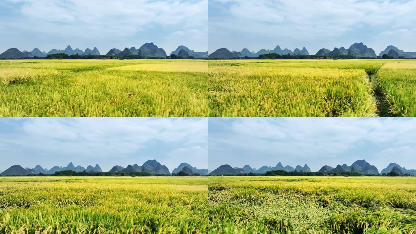 低角度航拍桂林秋天阳光下山边金色的稻田
