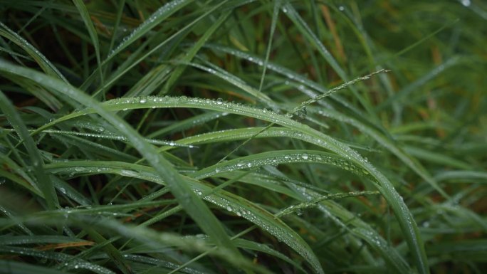 雨滴落在夏日森林的绿草地上。