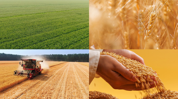 小麦丰收芒种 农业三农