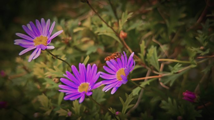 山间野花 蜜蜂采花蜜