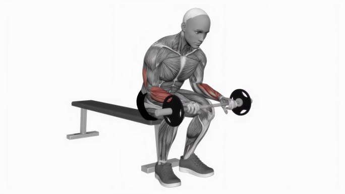 杠铃手腕伸展膝盖健身运动锻炼动画男性肌肉突出演示4K分辨率60 fps