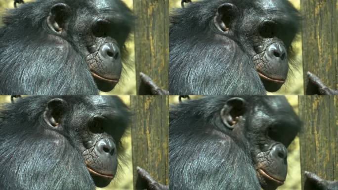 倭黑猩猩四处张望