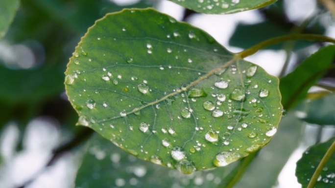 雨后小水滴落在大绿叶上