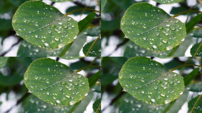 雨后小水滴落在大绿叶上