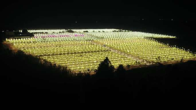 4K M1 广东雷州 火龙果种植园夜晚