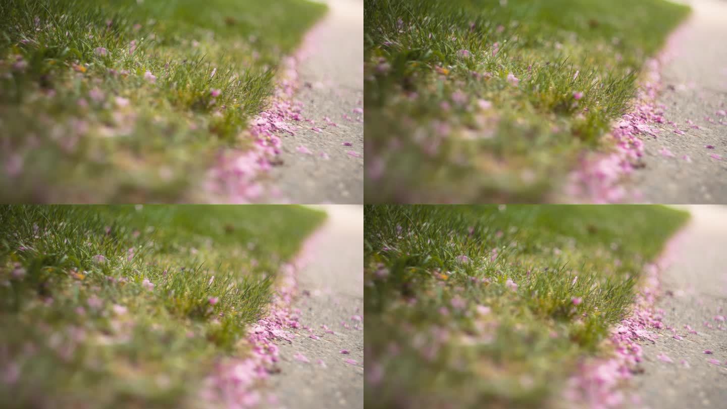 樱桃树的花瓣散落在地上