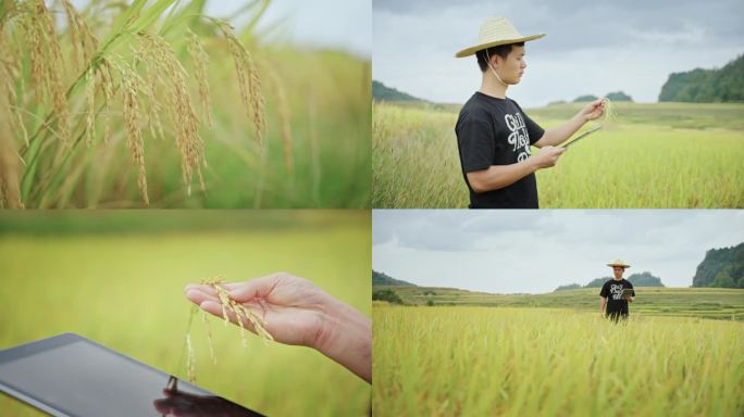 农业专家查看稻谷