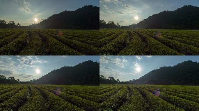 农作物 植被 茶山清晨日出原创实拍4K
