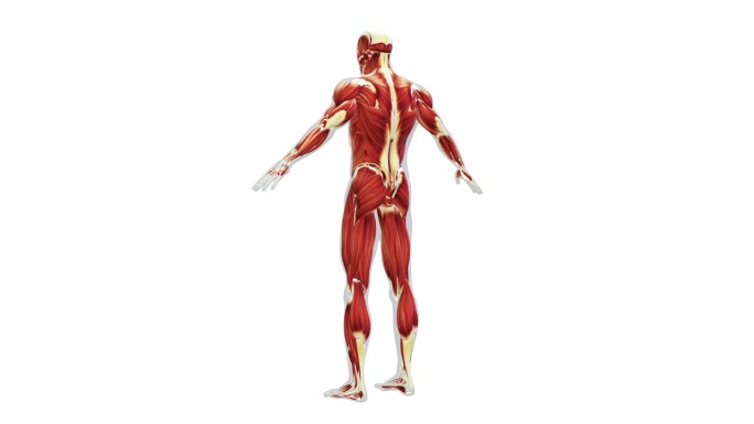 人体肌肉系统解剖学