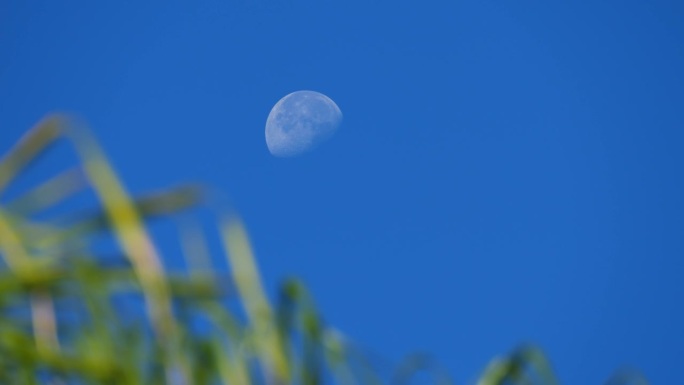 朦胧的蓝色天空中渐弱的月亮和模糊前景中的绿色植物