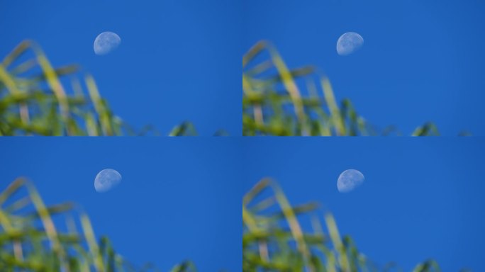 朦胧的蓝色天空中渐弱的月亮和模糊前景中的绿色植物