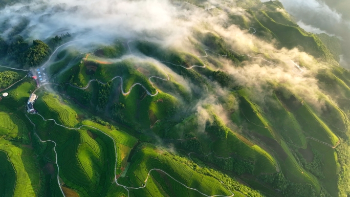 木耳山茶园