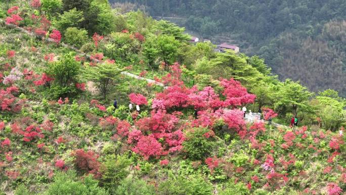 航拍浙江磐安高姥山杜鹃花海