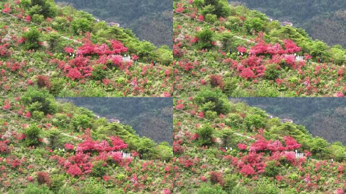 航拍浙江磐安高姥山杜鹃花海