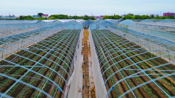 上海农业种植基地大棚种植基地4K航拍