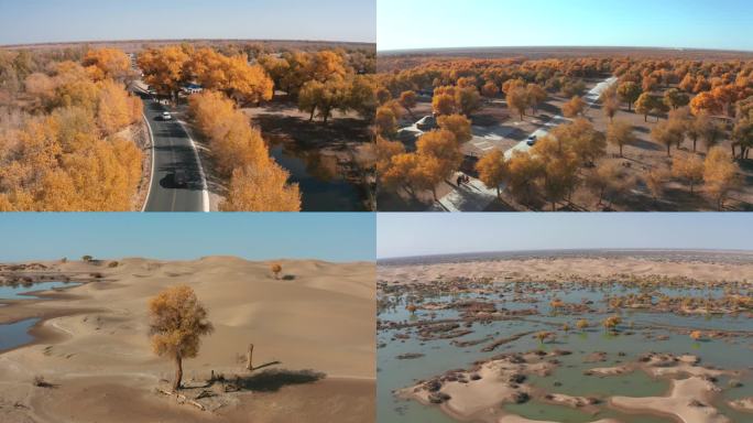 额济纳旗胡杨林秋色