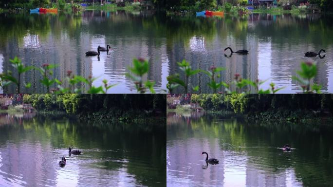 原生态自然公园黑天鹅在湖水中嬉戏游玩