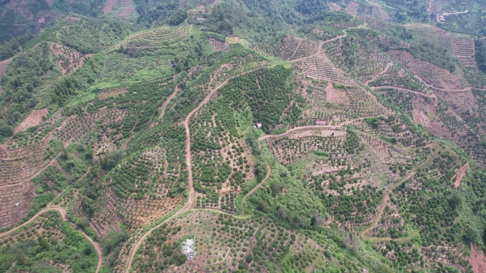 山川丘陵水果种植水果基地航拍