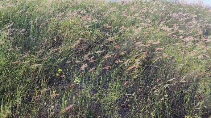 风吹野草狗尾草丛摇摆草摇动青草摇曳