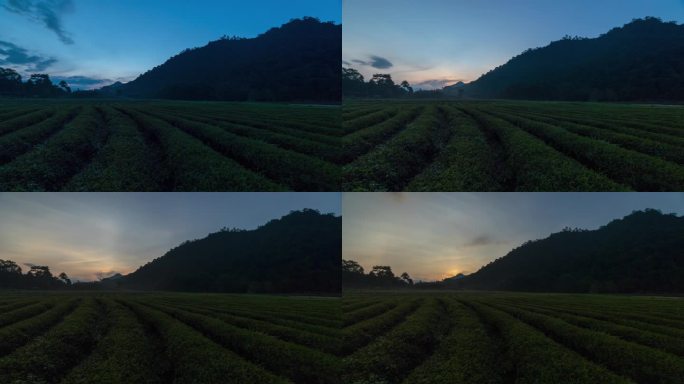 大山 树林 农作物 茶山日出延时实拍4k