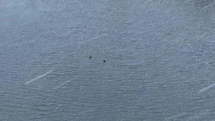 水面上游泳的两只水鸭子飘落的雪花