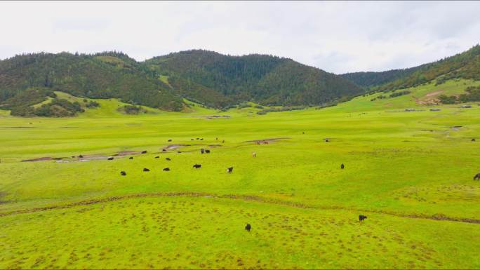 香格里拉普达措草地牦牛