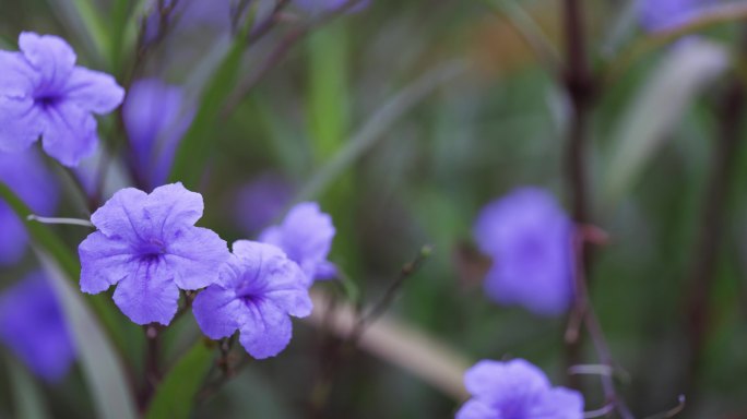 蓝花草微距视频合集