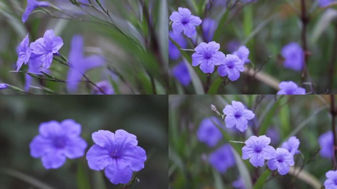 蓝花草微距视频合集