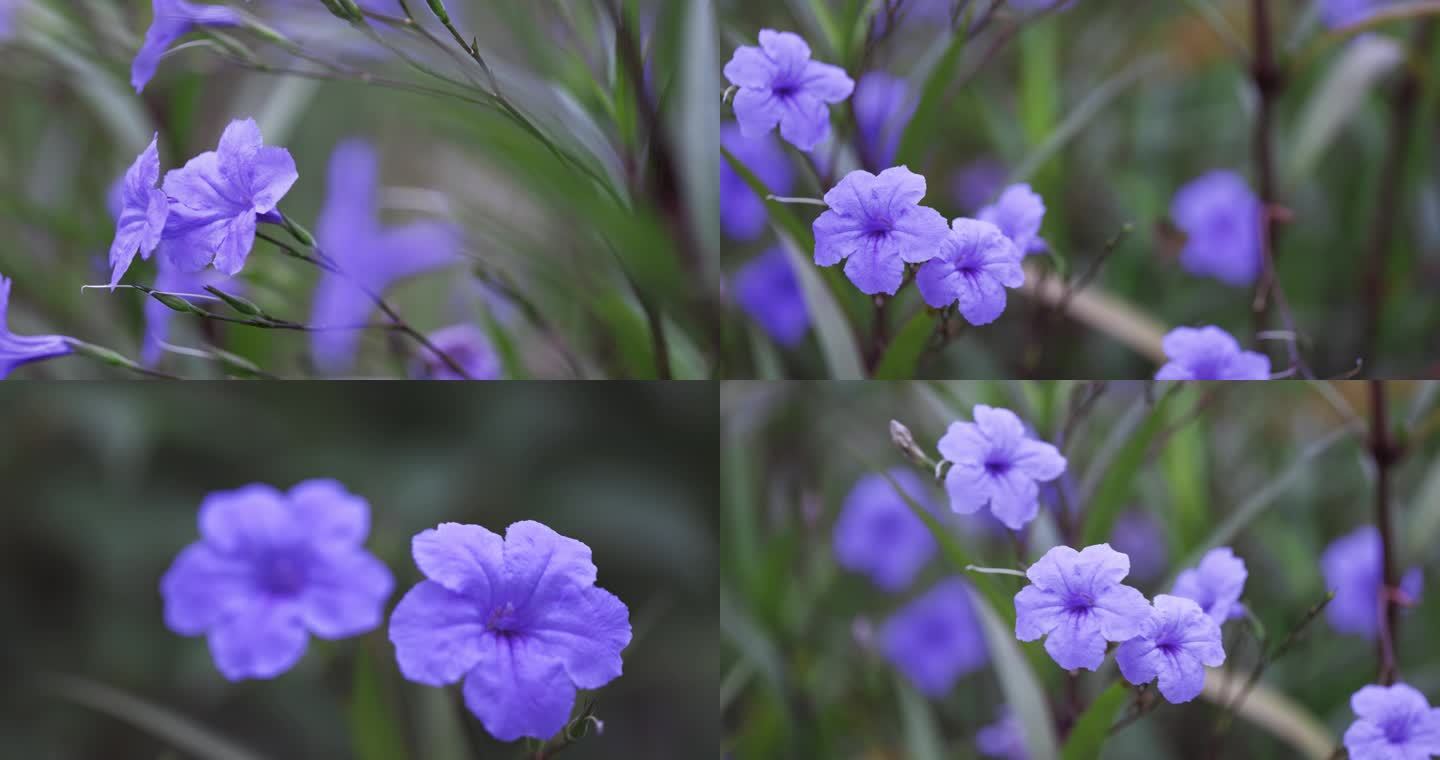 蓝花草微距视频合集