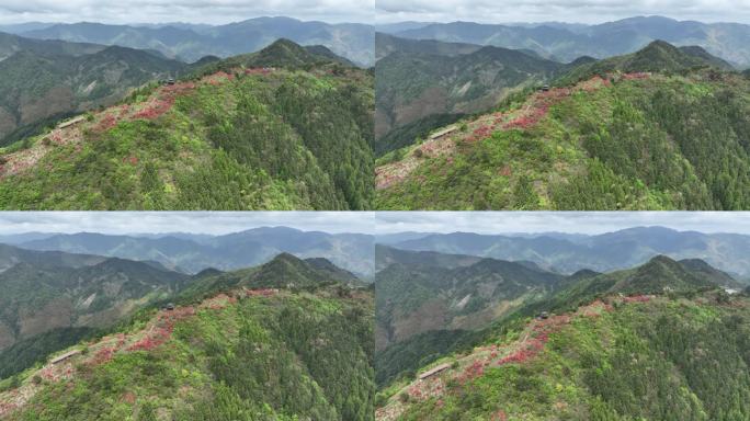 航拍浙江磐安高姥山杜鹃花海