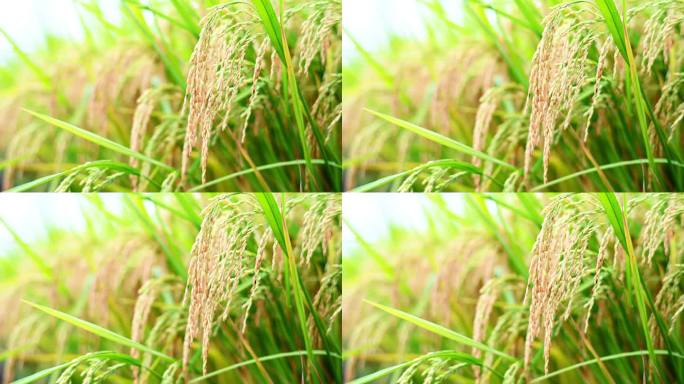 秋日的稻田 丰收的季节