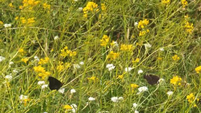 蝴蝶在大风中坐在夏日的草地上
