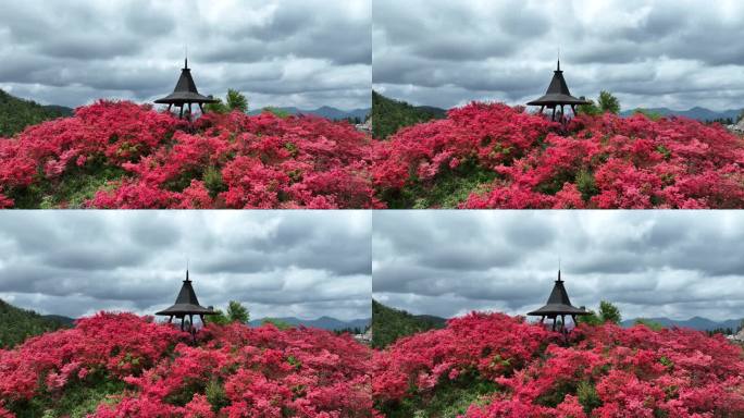 航拍浙江磐安高姥山杜鹃花海