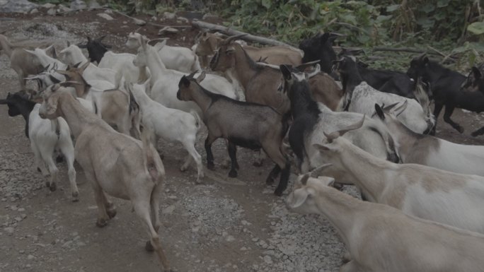贵州山区赶羊放养
