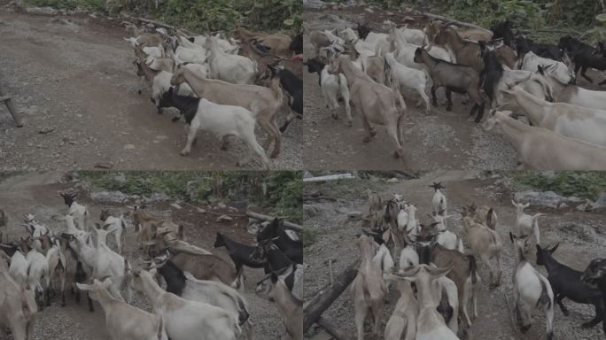贵州山区赶羊放养